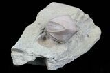 Wholesale Lot of Blastoid Fossils On Shale - Pieces #70894-3